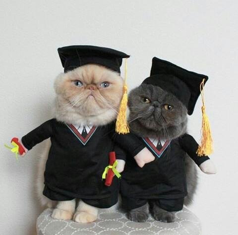 A photo of two cats in graduation caps and gowns.