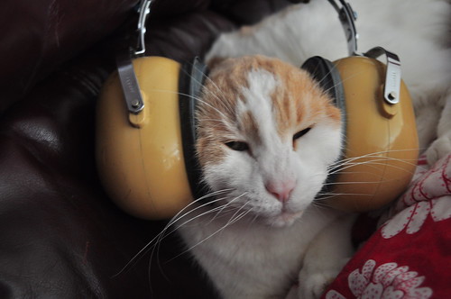 A photo of a white and orange cat in giant headphones.