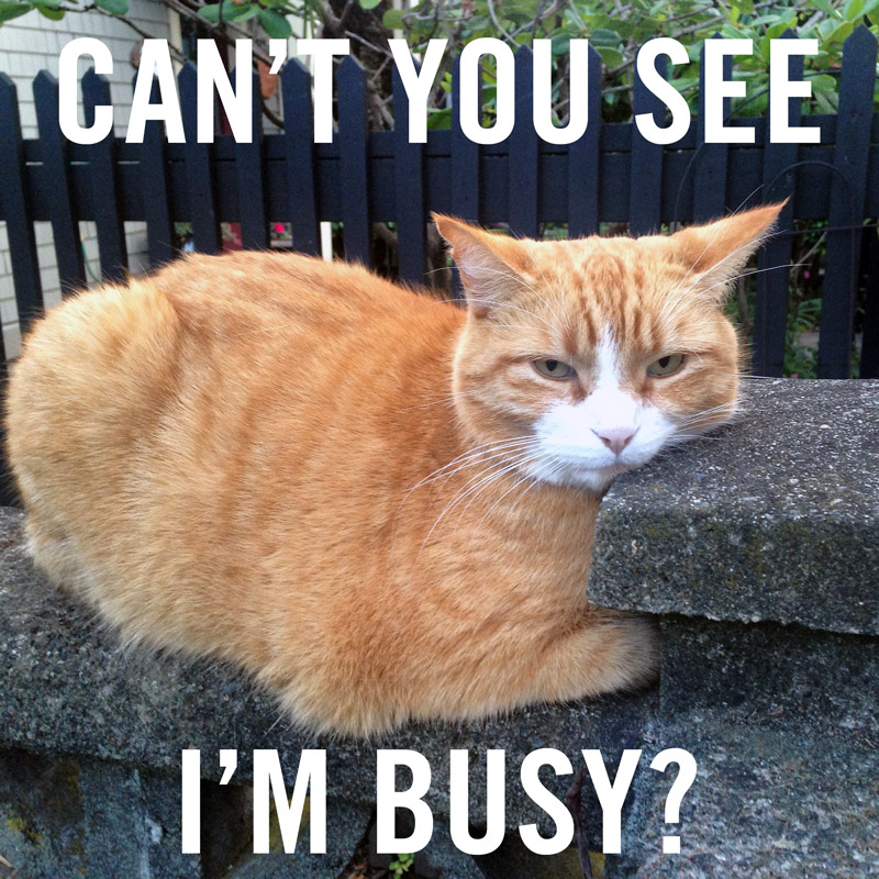 A meme of an orange tabby cat resting face on a concrete fence with the caption: Can't You See I'm Busy?